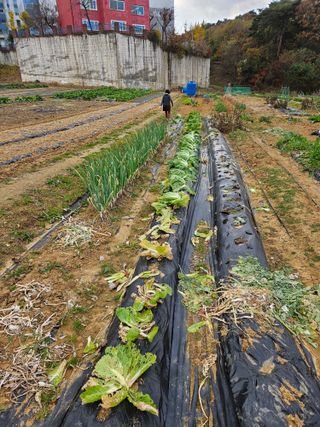 박홍권님의 기타작물 · 영농일지 작성글 사진