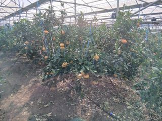 라이온3241님의 귤 · 영농일지 작성글 사진