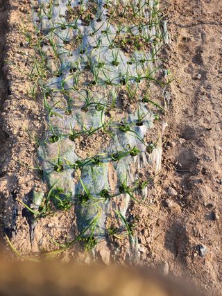 박정석님의 양파 · 영농일지 작성글 사진