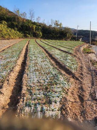 박정석님의 양파 · 영농일지 작성글 사진