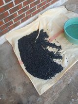 팜모닝 기타작물·영농일지 게시글 이미지