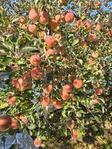 팜모닝 사과·영농일지 게시글 이미지