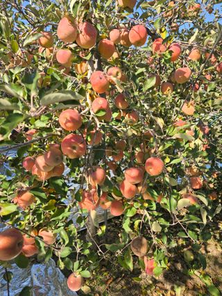 최동구님의 사과 · 영농일지 작성글 사진