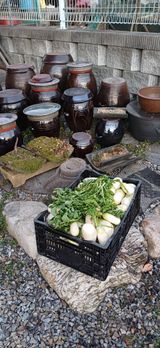 팜모닝 배추·영농일지 게시글 이미지