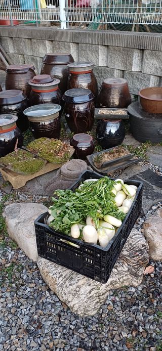 남궁봉님의 배추 · 영농일지 작성글 사진