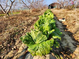 꿀복이농장님의 복숭아 · 영농일지 작성글 사진