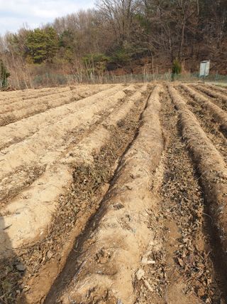 샤이니바다님의 기타작물 · 영농일지 작성글 사진