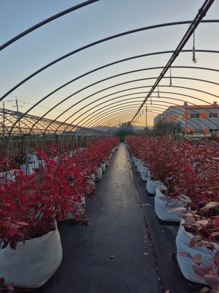 박영희님의 블루베리 · 영농일지 작성글 사진