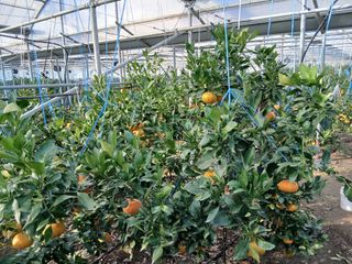 라이온3241님의 귤 · 영농일지 작성글 사진