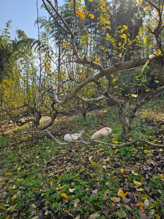 일향 님의 배 · 영농일지 작성글 사진