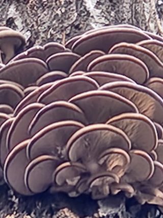 김영옥님의 기타작물 · 영농일지 작성글 사진