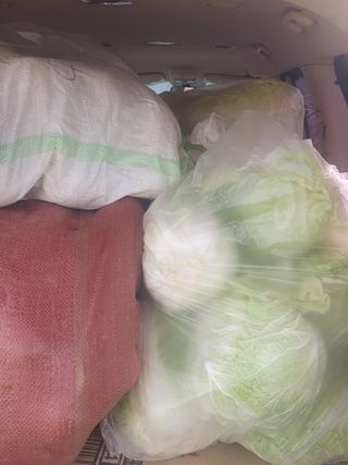 양파12861님의 배추 · 영농일지 작성글 사진