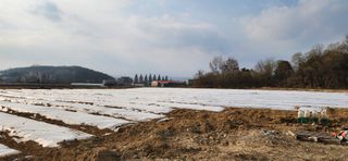 조성현님의 양파 · 영농일지 작성글 사진