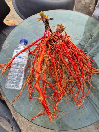 황찬용님의 기타작물 · 영농일지 작성글 사진