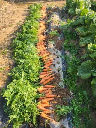 황미순님의 기타작물 · 영농일지 작성글 사진