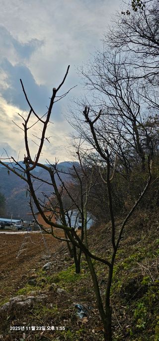 장용선 사진작가농부님의 기타작물 · 영농일지 작성글 사진