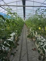 팜모닝 토마토·영농일지 게시글 이미지