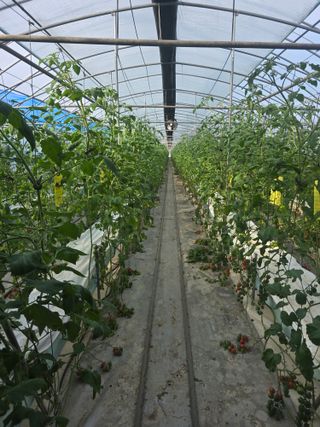 김호진님의 토마토 · 영농일지 작성글 사진