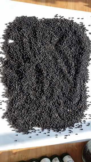 김지철님의 기타작물 · 영농일지 작성글 사진