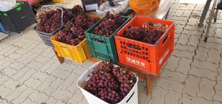 박상중님의 포도 · 영농일지 작성글 사진