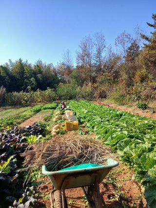 김형수님의 기타작물 · 영농일지 작성글 사진
