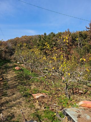일향 님의 배 · 영농일지 작성글 사진