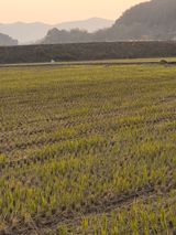 팜모닝 벼·영농일지 게시글 이미지