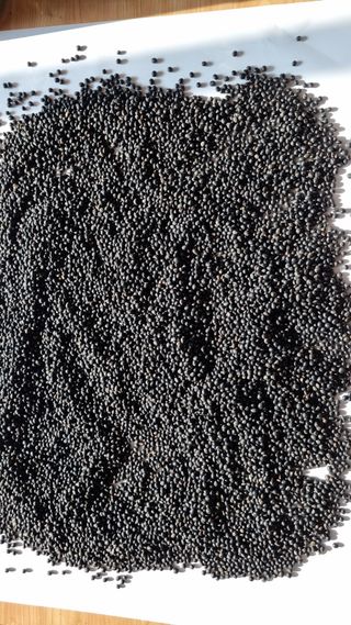 김지철님의 기타작물 · 영농일지 작성글 사진