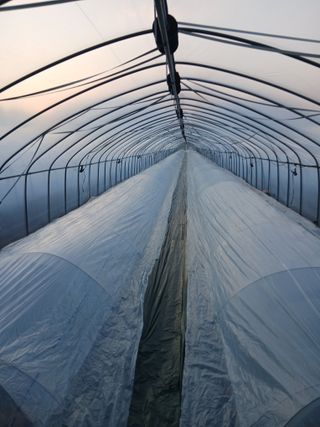 조영임님의 기타작물 · 영농일지 작성글 사진