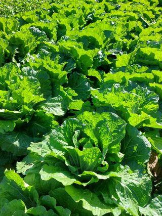 채대균님의 배추 · 영농일지 작성글 사진