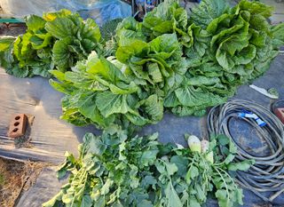 김인수님의 배추 · 영농일지 작성글 사진