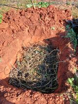 팜모닝 기타작물·영농일지 게시글 이미지