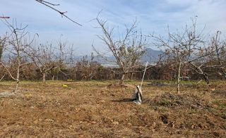 철남 김희곤님의 복숭아 · 영농일지 작성글 사진