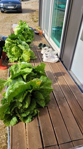 화양초보님의 기타작물 · 영농일지 작성글 사진