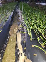 팜모닝 마늘·영농일지 게시글 이미지