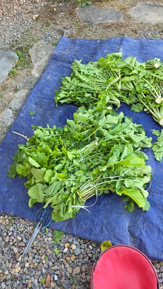 가야산아래촌농님의 기타작물 · 영농일지 작성글 사진