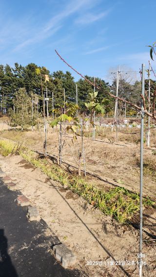 토마토11823님의 기타작물 · 영농일지 작성글 사진