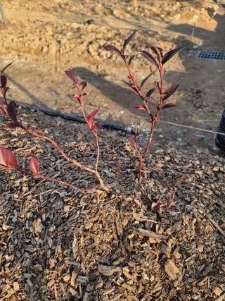 박치문님의 블루베리 · 영농일지 작성글 사진