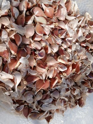 화우농원님의 마늘 · 영농일지 작성글 사진