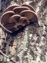 팜모닝 기타작물·영농일지 게시글 이미지