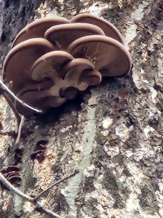 김영옥님의 기타작물 · 영농일지 작성글 사진