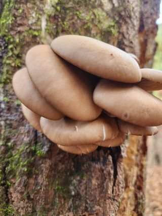 김영옥님의 기타작물 · 영농일지 작성글 사진