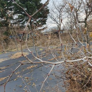 시민농장님의 기타작물 · 영농일지 작성글 사진