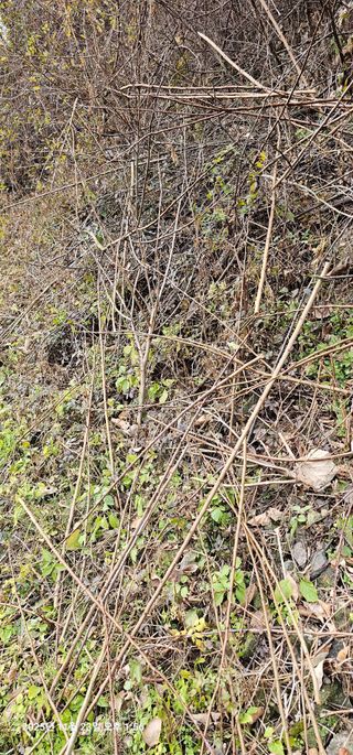 장용선 사진작가농부님의 기타작물 · 영농일지 작성글 사진