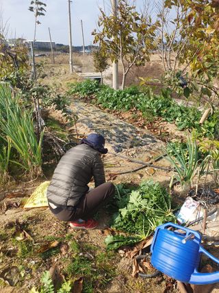 엄기덕님의 사과 · 영농일지 작성글 사진