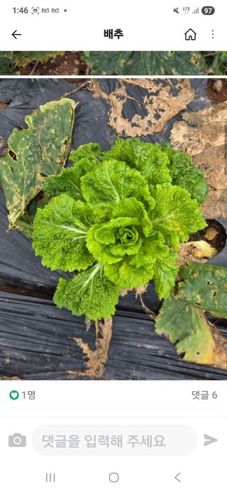 고구마농장님의 기타작물 · 영농일지 작성글 사진