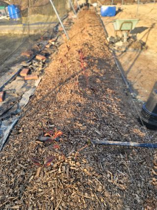 박치문님의 블루베리 · 영농일지 작성글 사진