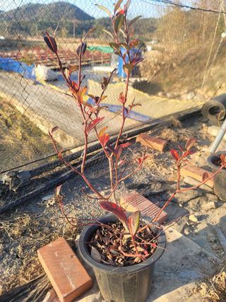 박치문님의 블루베리 · 영농일지 작성글 사진