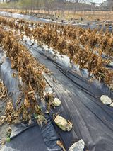 팜모닝 콩·영농일지 게시글 이미지