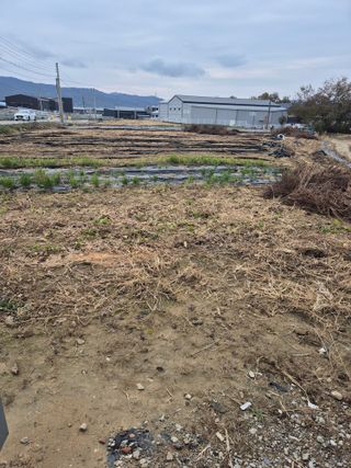 참깨10143님의 기타작물 · 영농일지 작성글 사진